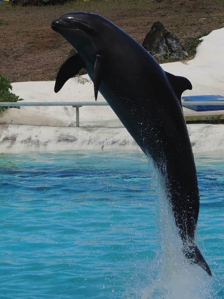 hybrid-wholphin
