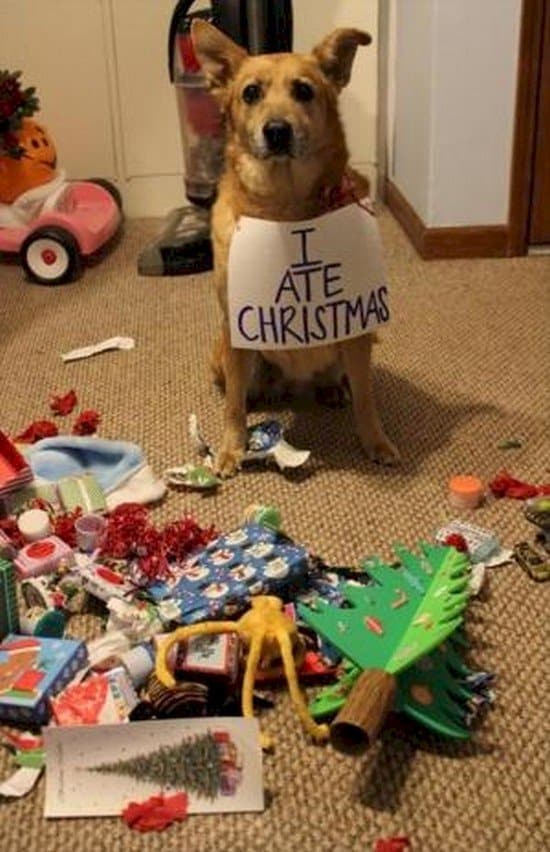 i ate christmas dog