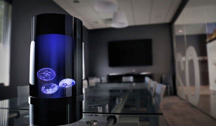 jellyfish tank home