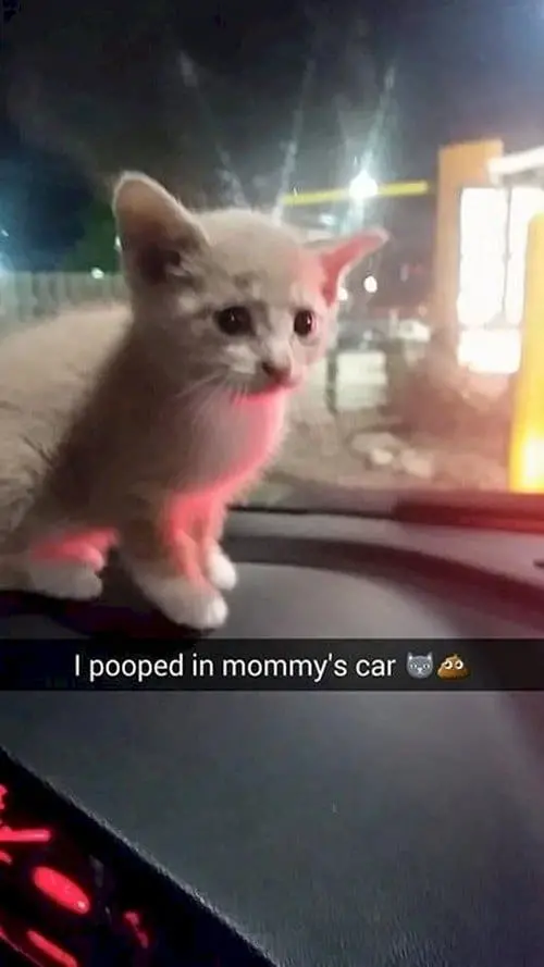 kitty car poop