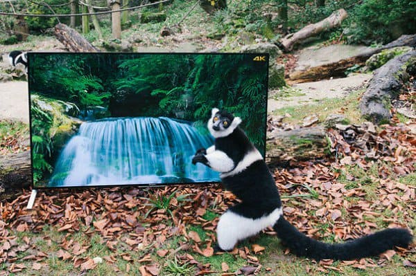 lemur tv camera