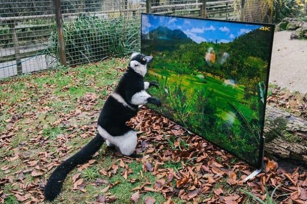 lemur tv