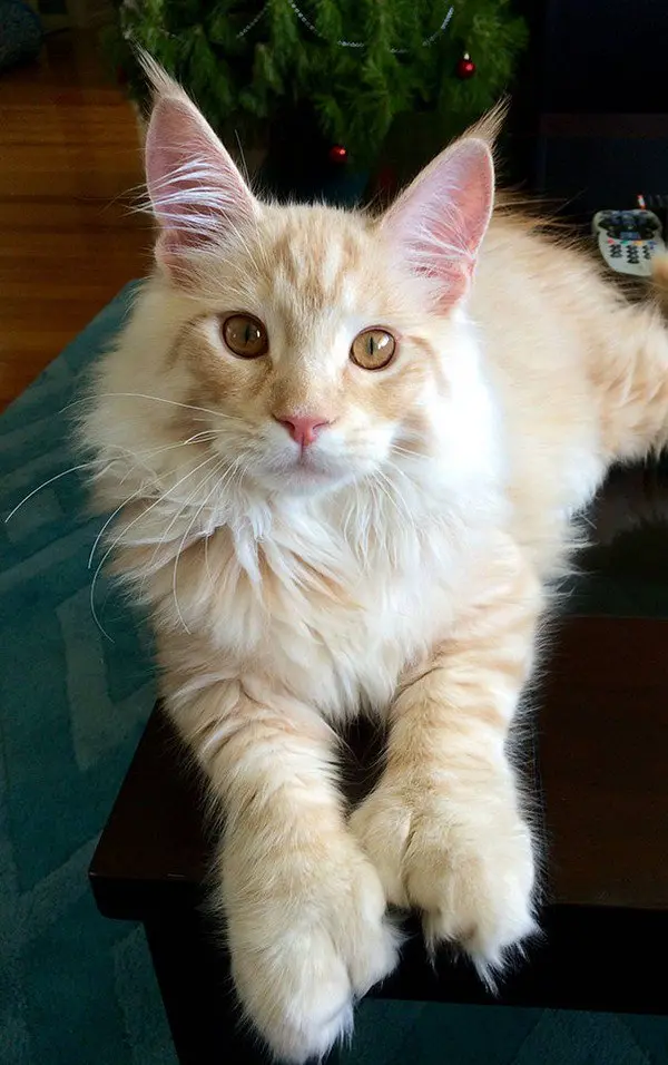 14 Of The Biggest And Most Beautiful Maine Coon Cats Ever