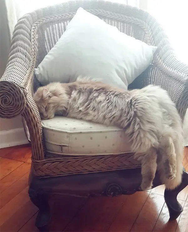 maine coon chair