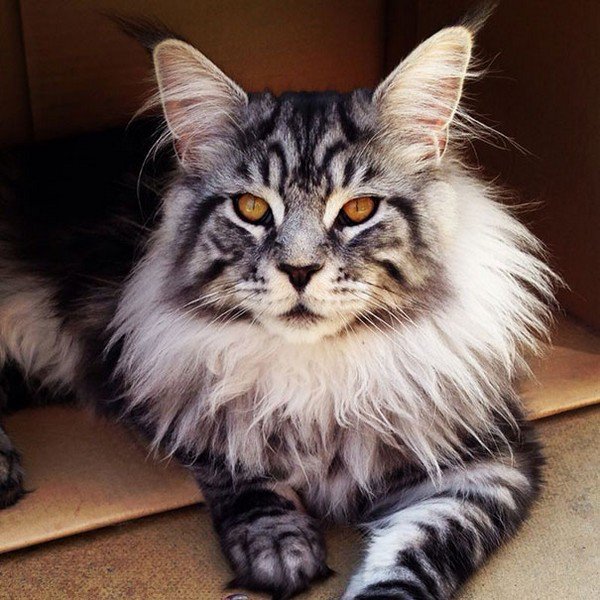 14 Of The Biggest And Most Beautiful Maine Coon Cats Ever