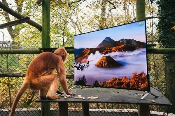 monkey tv