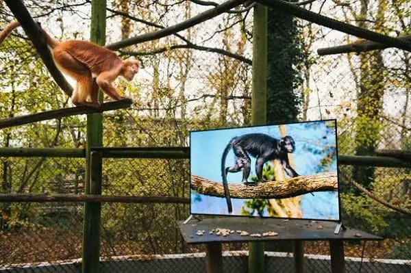 monkey watching monkey tv