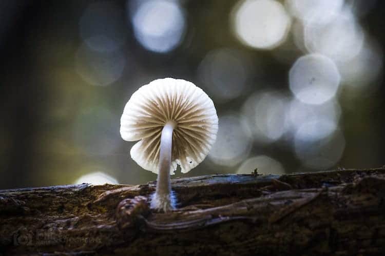 mushroom-bokeh