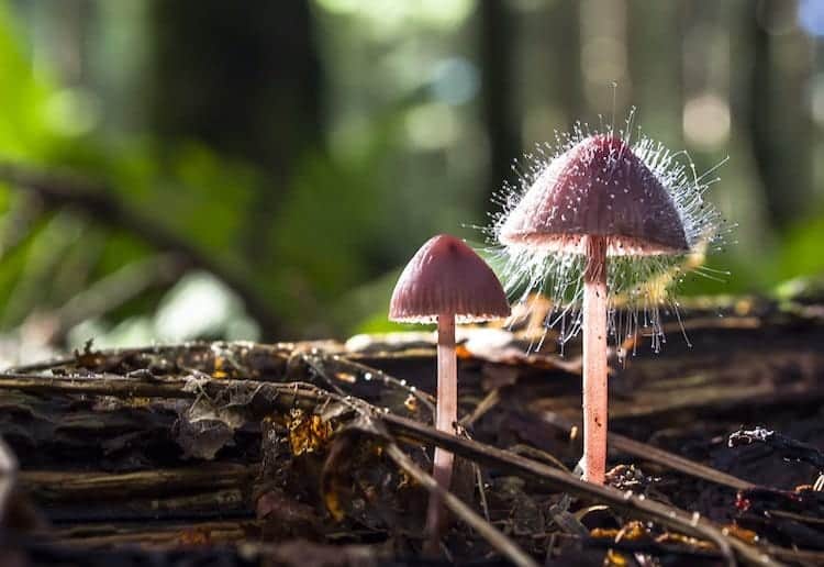 mushroom-fuzzy
