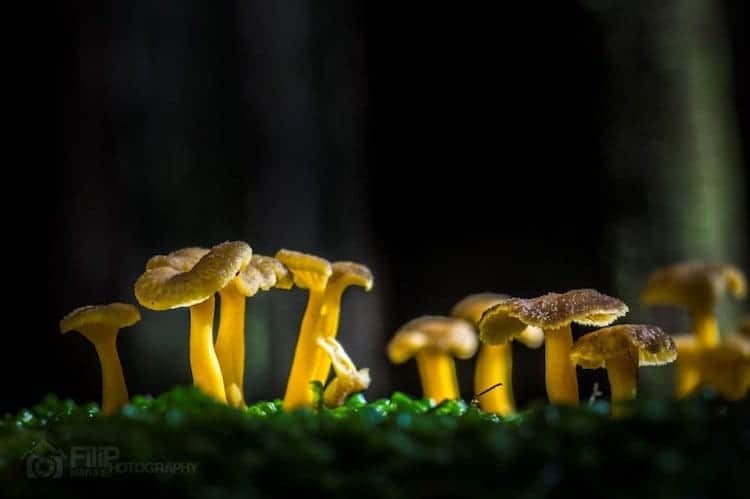 mushroom-little