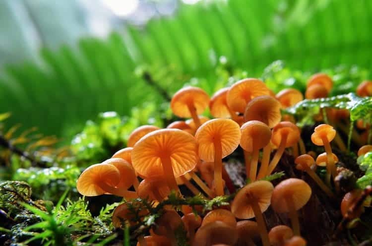 mushroom-orange