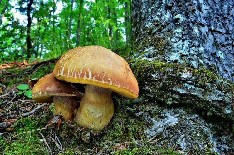 mushroom-power
