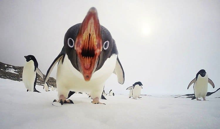 natgeo-penguins