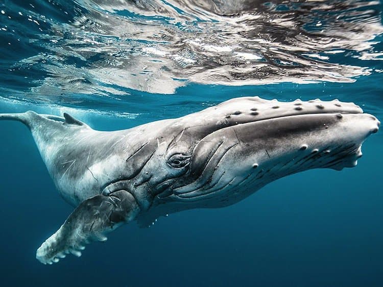 natgeo-whale
