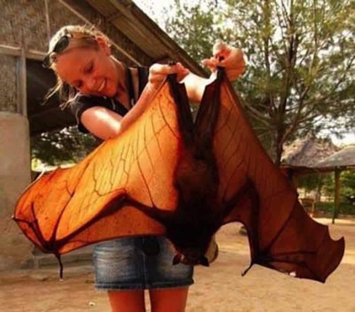 nature-bat