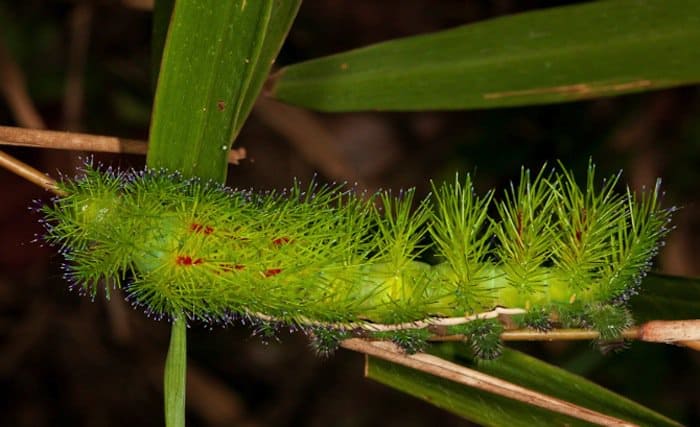 nature-caterpillar