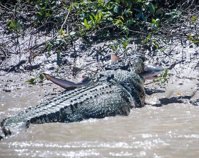 nature-croc