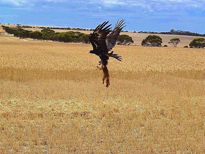 nature-eagle