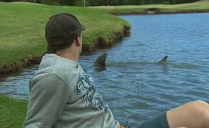 nature-golf-shark