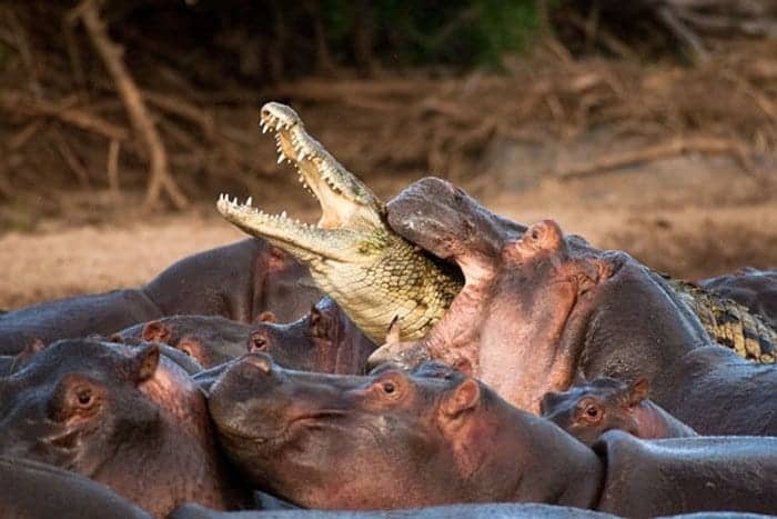 nature-hippos