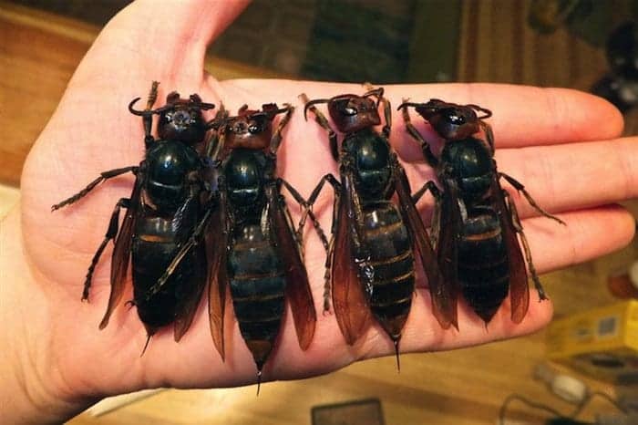 nature-hornets