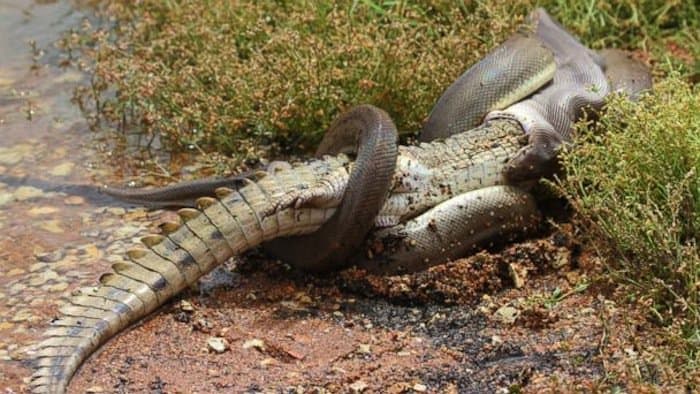 nature-python