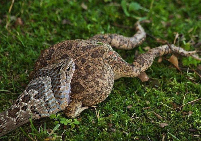 nature-toad