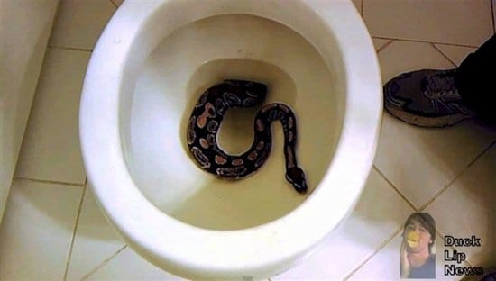 problem-snake
