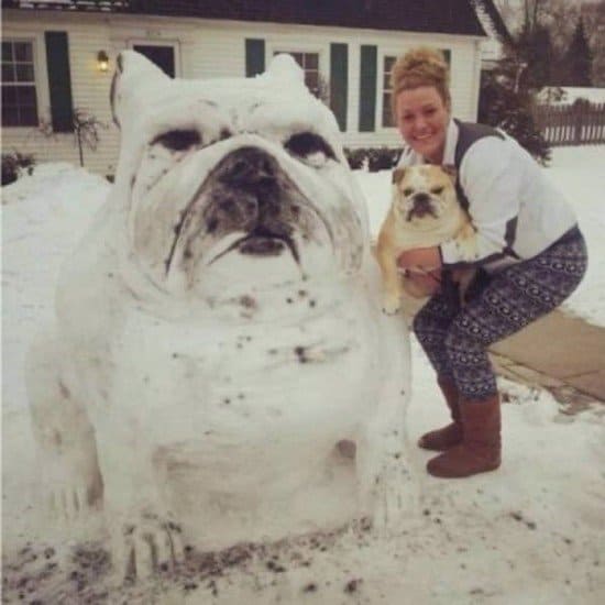 snow bulldog