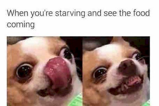 starving dog