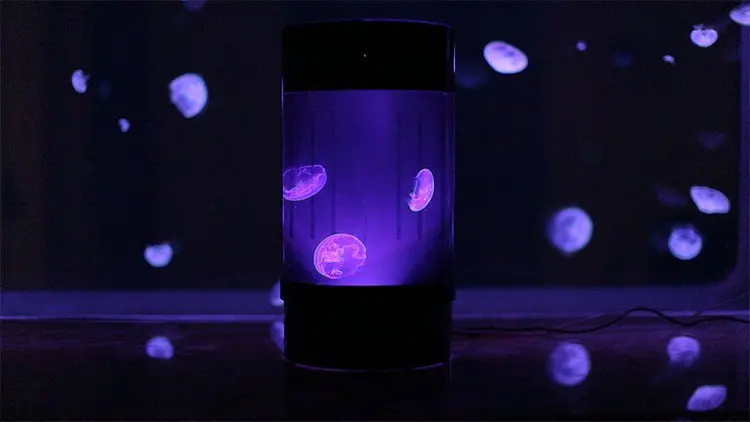 tank jellyfish