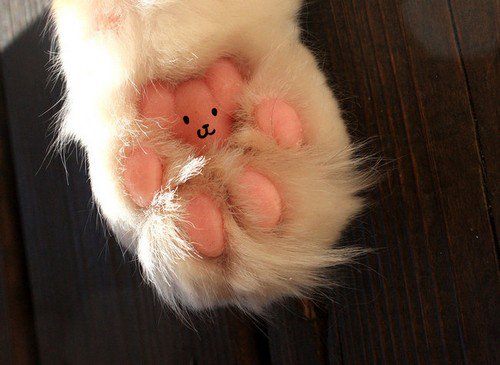 teddy paw