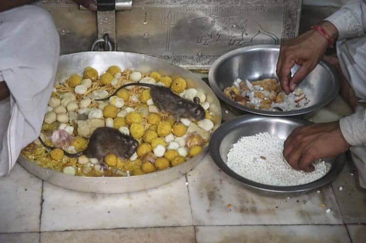 temple-rat-food