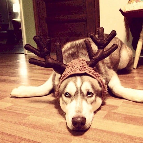 unhappy antler dog