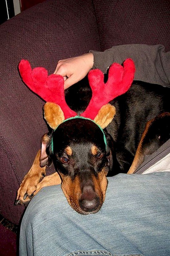 unhappy dog antlers