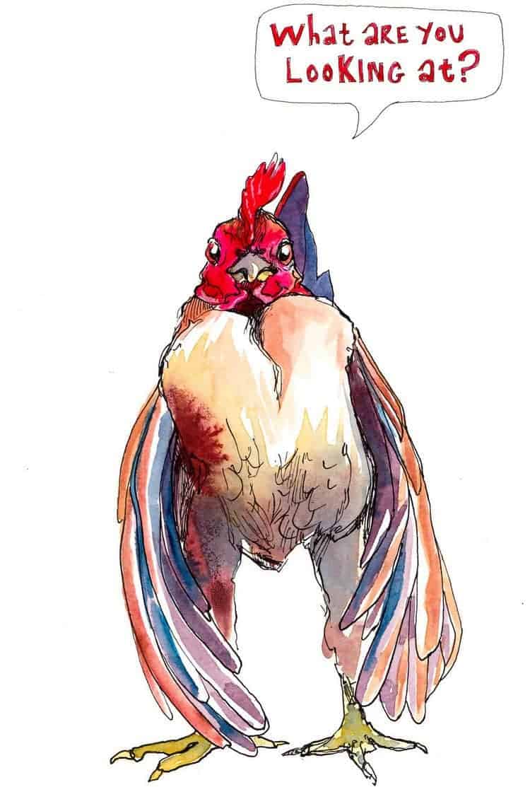 what looking at chicken