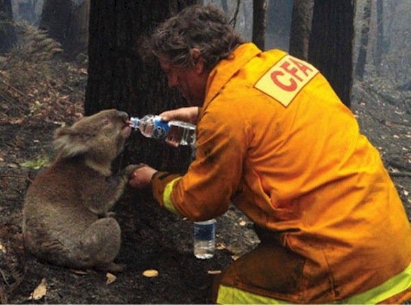 world-koala