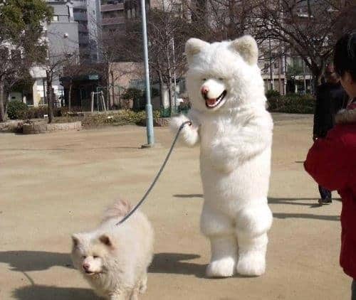 wtf-samoyed