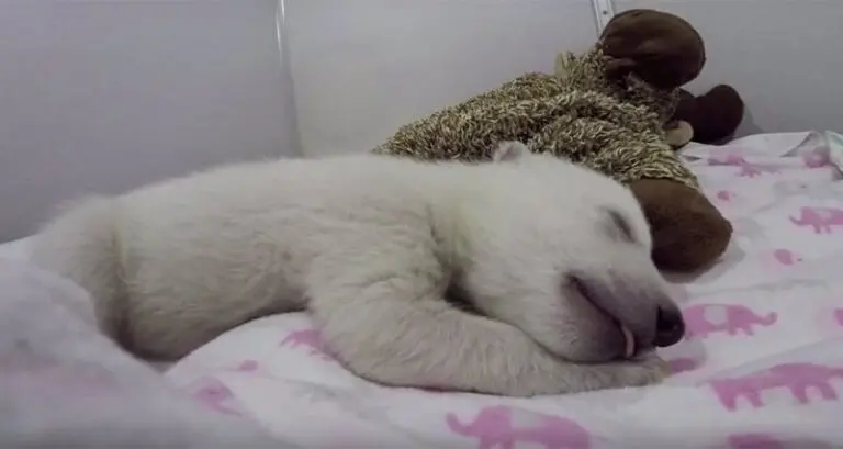 Abandoned Baby Polar Bear Cuddles Soft Toy