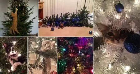 Cats 'Helping' Decorate Christmas Tree