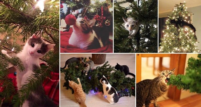 Cats 'Helping' Decorate Christmas Trees
