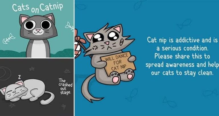 Cats On Catnip Bacon Bathrobe Comics