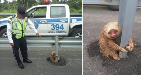Cop Rescued Sloth From Highway
