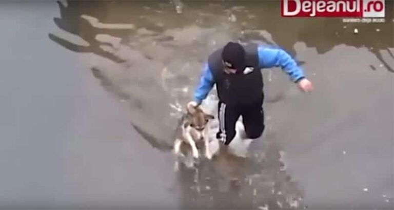Drowning Dog Reacts Rescued