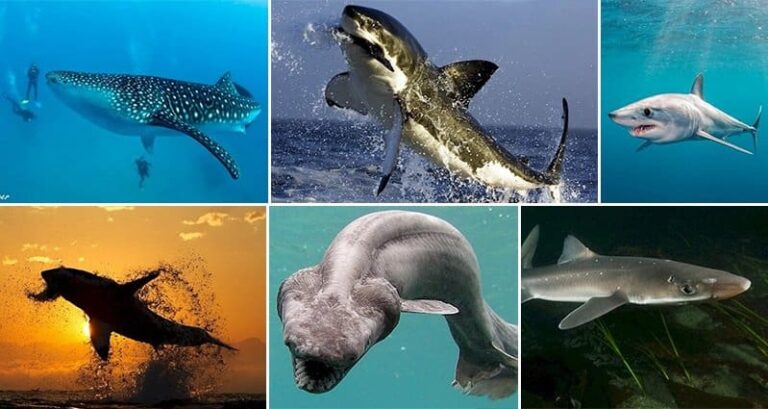 Facts Prove Sharks Awesome Creatures