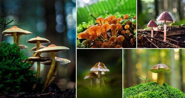 Filip Eremita Mushrooms Photography