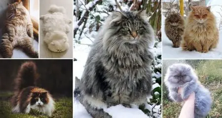 Fluffiest Cats Ever Seen