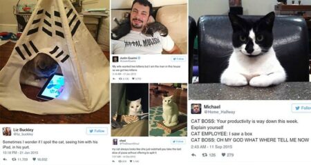 Funniest Tweets Posted About Cats