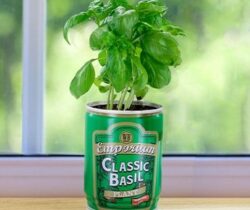 Grow Your Own Basil Plant