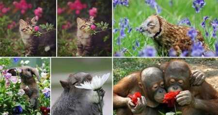 Images Animals Sniffing Flowers